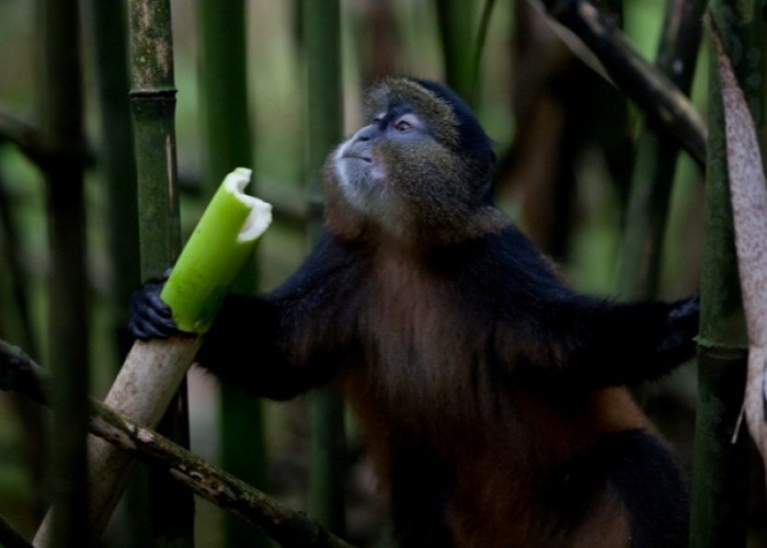Chimpanzee and Mountain Gorilla Trek Safari